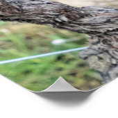 Wine Grapes Growing, Frankrijk Poster (Hoek)