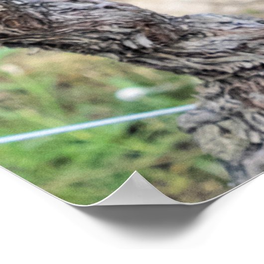 Wine Grapes Growing, Frankrijk Poster (Hoek)