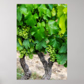 Wine Grapes Growing, Frankrijk Poster (Voorkant)