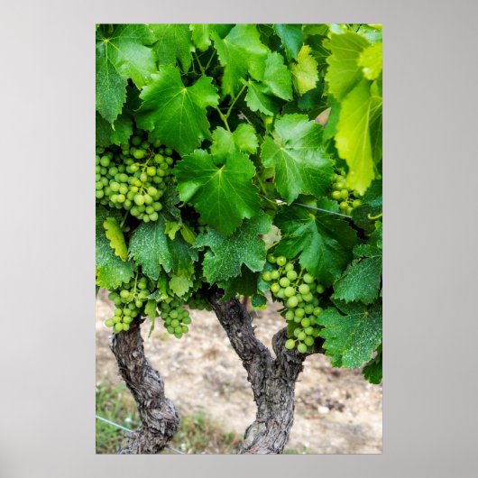 Wine Grapes Growing, Frankrijk Poster (Voorkant)
