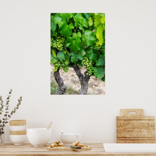 Wine Grapes Growing, Frankrijk Poster (Keuken)