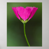 Winecup Wildflower Poster (Voorkant)