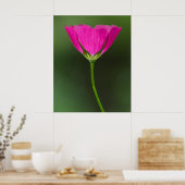 Winecup Wildflower Poster (Keuken)