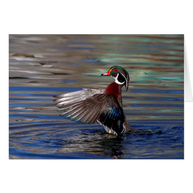 Wing Flapping Wood Duck (Voorkant Horizontaal)