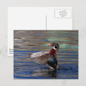 Wing Flapping Wood Duck Briefkaart (Voorkant / Achterkant)