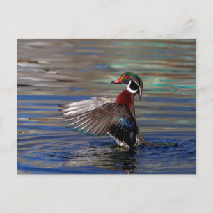 Wing Flapping Wood Duck Briefkaart