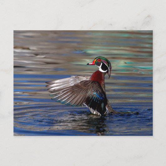 Wing Flapping Wood Duck Briefkaart (Voorkant)