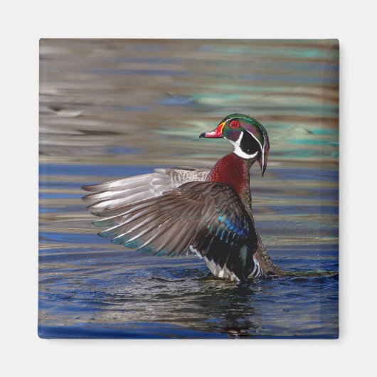 Wing Flapping Wood Duck Magneet (Voorkant)