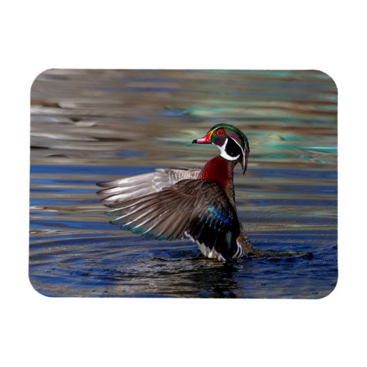 Wing Flapping Wood Duck Magneet (Horizontaal)