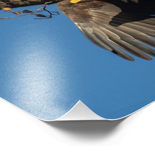 Wing Shadow Bald Eagle Foto Afdruk (Hoek)