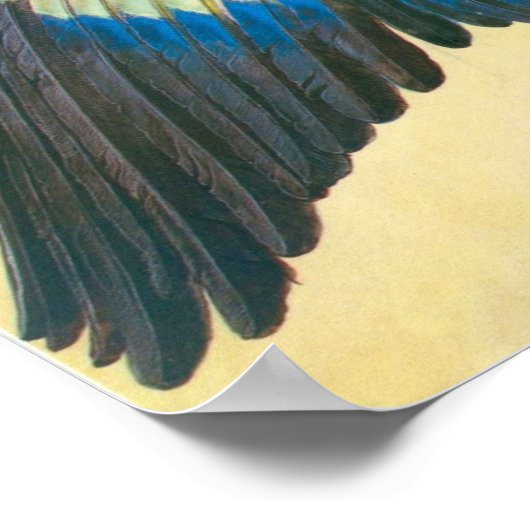 Wing van een Blaurake van Albrecht Durer Poster (Hoek)