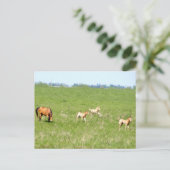 Wingen van mei: Paarden Briefkaart (Staand voorkant)