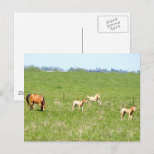 Wingen van mei: Paarden Briefkaart (Voorkant / Achterkant)