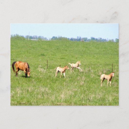Wingen van mei: Paarden Briefkaart (Voorkant)
