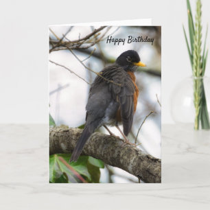 Wings American Robin Birthday Wenskaart Kaart