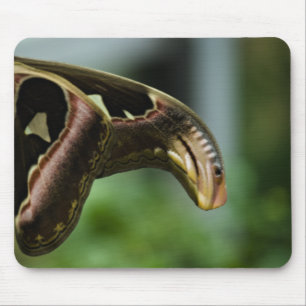 Wings of Atlas Mousepad Muismat