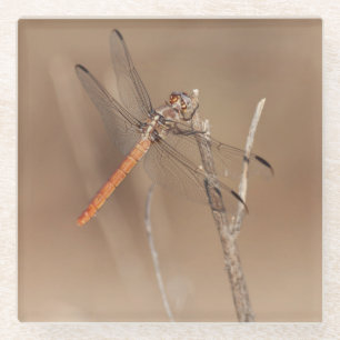Wings of Gold Dragonfly Glazen Onderzetter