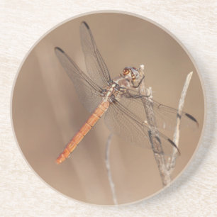 Wings of Gold Dragonfly Zandsteen Onderzetter