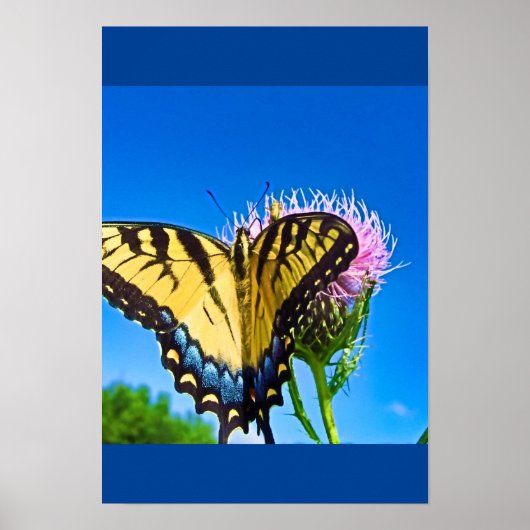 Wings of Love  Poster (Voorkant)