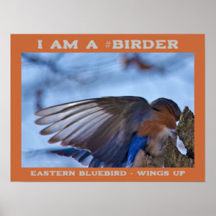 Wings Up Eastern Bluebird Birder Poster