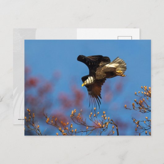 Wingschaduw Briefkaart (Voorkant / Achterkant)