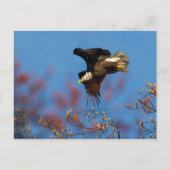 Wingschaduw Briefkaart (Voorkant)