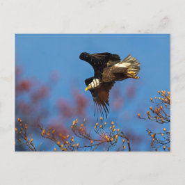 Wingschaduw Briefkaart