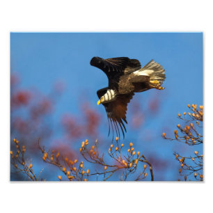 Wingschaduw Foto Afdruk