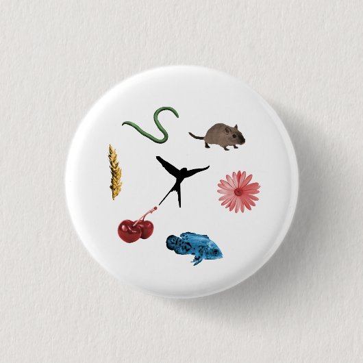 Wingspan Alle Food Tokens Button (Voorkant)