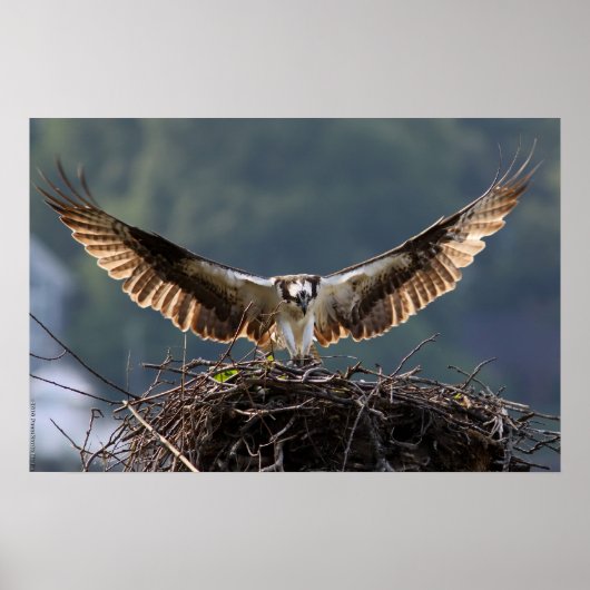 Wingspan Poster (Voorkant)