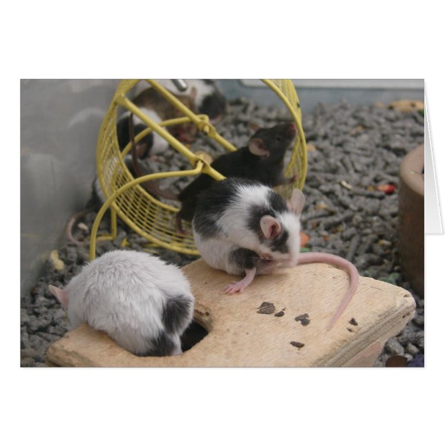 Winkelritten voor huisdieren (Voorkant Horizontaal)