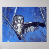 Winkeluil Poster (Voorkant)