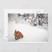 Winking Fox Briefkaart (Voorkant / Achterkant)