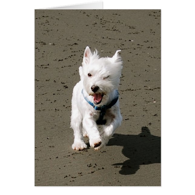 Winking Westie (Voorkant)