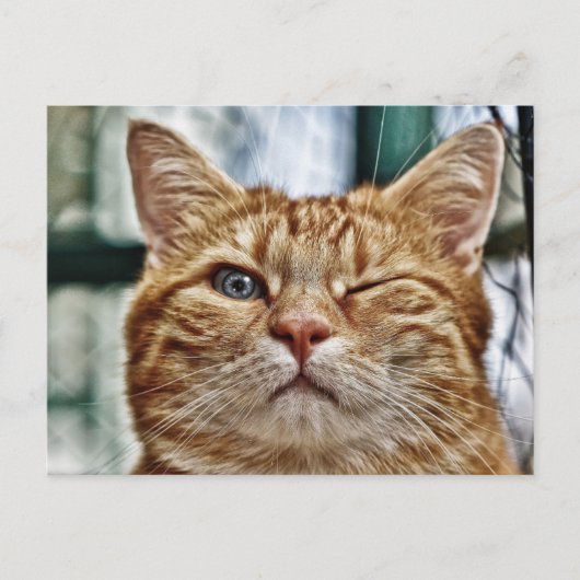 Winky Funny Cat Briefkaart (Voorkant)