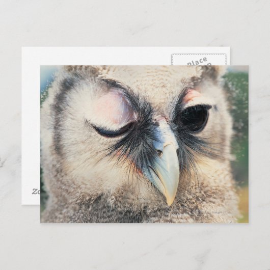 Winnend Owl Briefkaart (Voorkant / Achterkant)