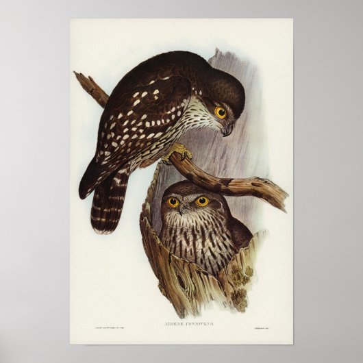 Winnend Owl door Elizabeth Gould Poster (Voorkant)