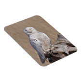 Winning Snowy Owl Magneet (Rechterzijde)