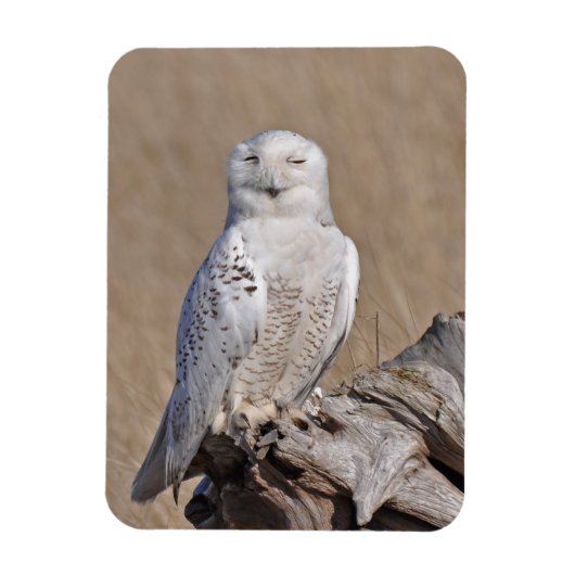 Winning Snowy Owl Magneet (Verticaal)