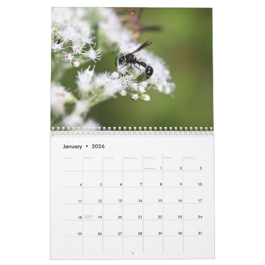 Winsome Wasps Calendar Kalender (Jan 2026)