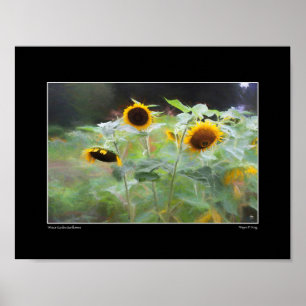 Winsor Garden Sunflower Poster