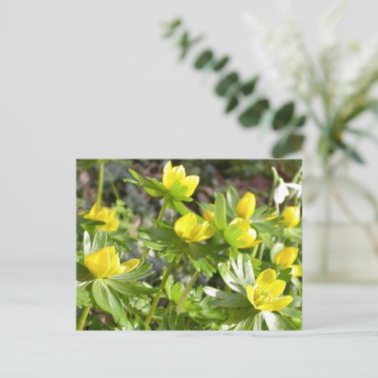 Winter Aconites briefkaart (Staand voorkant)