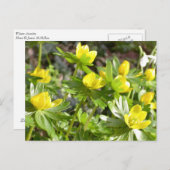 Winter Aconites briefkaart (Voorkant / Achterkant)