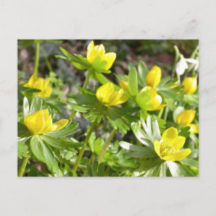 Winter Aconites briefkaart