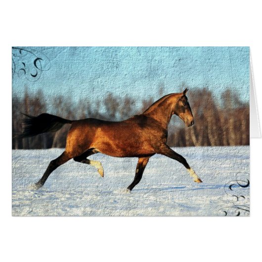 Winter Akhal-teke (Voorkant Horizontaal)