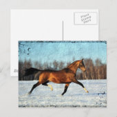 Winter Akhal-teke Briefkaart (Voorkant / Achterkant)