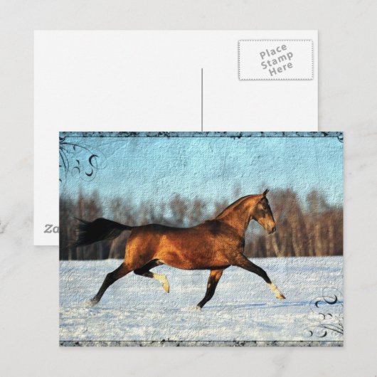 Winter Akhal-teke Briefkaart (Voorkant / Achterkant)