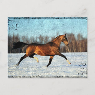 Winter Akhal-teke Briefkaart