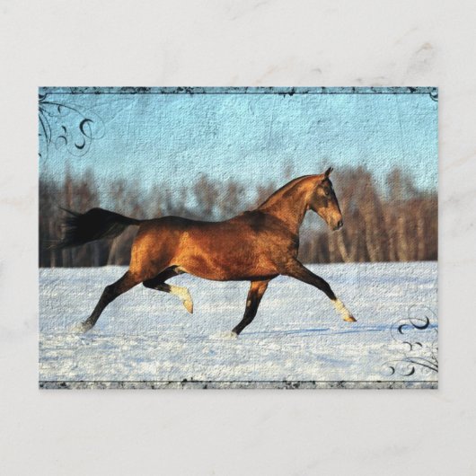 Winter Akhal-teke Briefkaart (Voorkant)