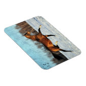 Winter Akhal-teke Magneet (Rechterzijde)